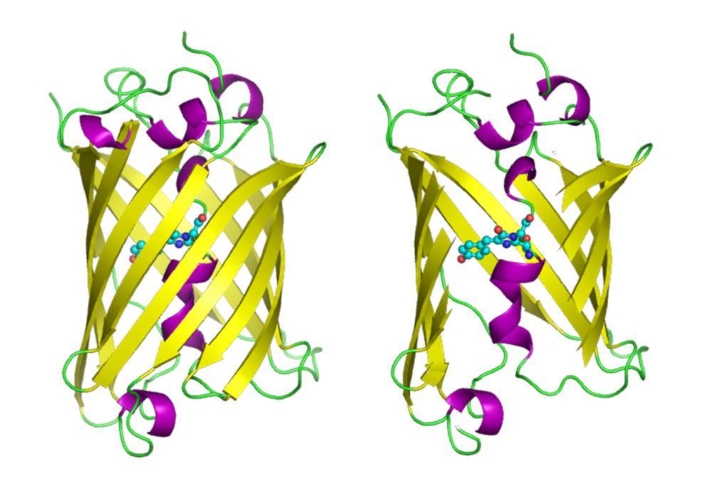 Wild type GFP GFP Green Fluorescent Protein tradičně se tak označuje protein