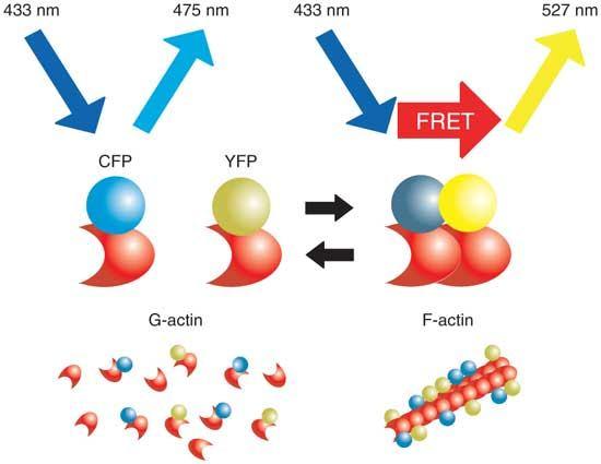 FRET FRET (Fluorescence/Förster Resonance Energy Transfer) neradioaktivní přenos energie mezi dvěma chromofory skrze interakci dipól-dipól excitovaný donor a akceptor ve vzdálenosti obvykle menší než