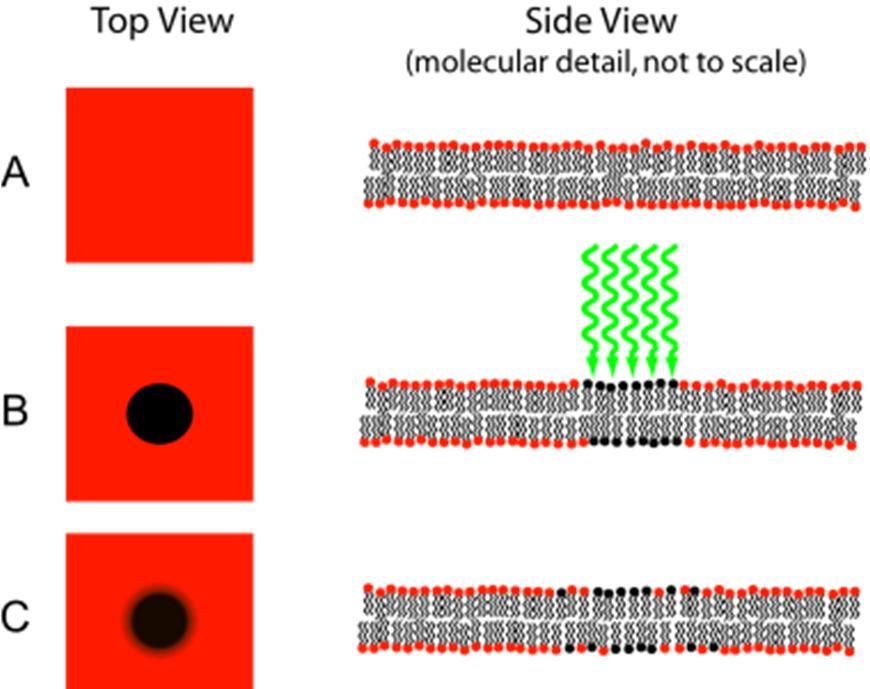 FRAP Fluorescence recovery after photobleaching Tuto techniku možno využít v laserovém konfokálním