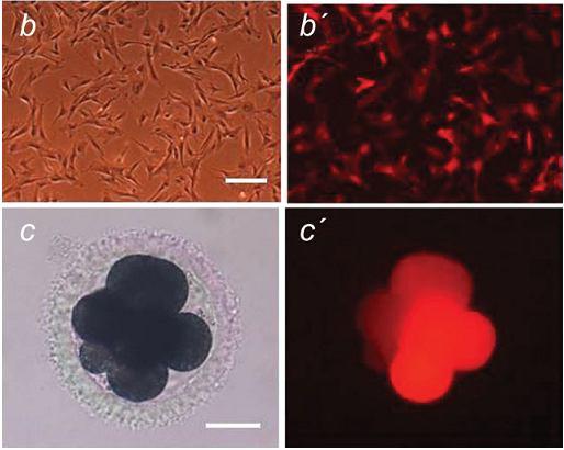 Transgenní organismy exprimující fluorescenční proteiny Fetální fibroblasty transformovány genem pro RFP metodou retrovirální