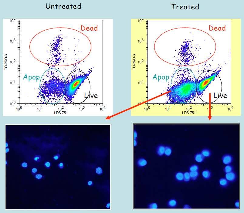 Depolarizace mitochondriální membrány akumulace v aktivních mitochondriích (membránový potenciál