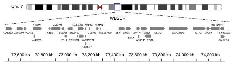 3.4. Mikroduplikace 7q11.23 Mikroduplikace vznikají na chromozomu 7 na dlouhém raménku blíže k centromeře.