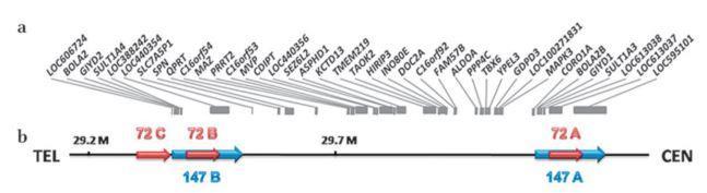 Fenotypové znaky mikroduplikace jsou mírnější a mají větší variabilitu než WBS (Van der Aa et al. 2009; Dixit et al. 2013).