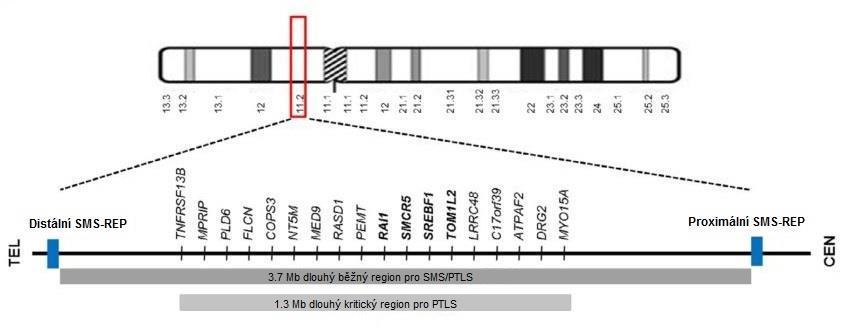 Kritická oblast je dlouhá 1,3 Mb (Potocki et al. 2007) a zahrnuje 18 genů (mezi nimi například RAI1) (Shchelochkov et al. 2010).