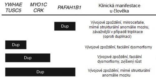 Tab. 1: Klinické projevy duplikací 17p13.3 V tabulce jsou vypsány projevy mikroduplikací v závislosti na tom, které geny zahrnují. (Bi et al.