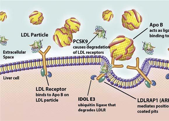 (< 5 %) (1, 3). LDLR je glykoprotein. Je lokalizovaný na povrchu buněk a váže se na částice apolipoproteinu B (apob) v molekule lipoproteinu LDL během receptorem zprostředkované endocytózy (1).