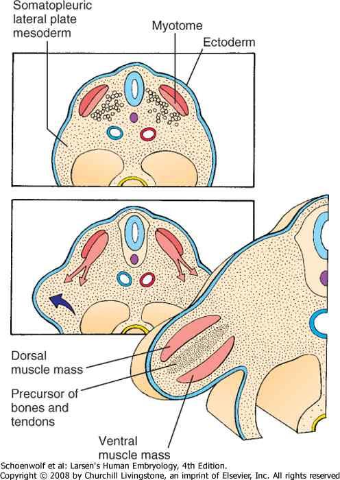 Dorsální blastém svaly končetiny Ventrální