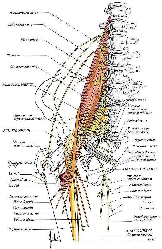 Na DK jsou extensory pocházející z dorsálního svalového blastému inervovány z n. femoralis a z n. peroneus communis, které vznikly z dorsálního větvení rami anteriores lumbálních a sakrálních nervů.