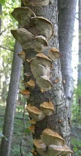 Inonotus