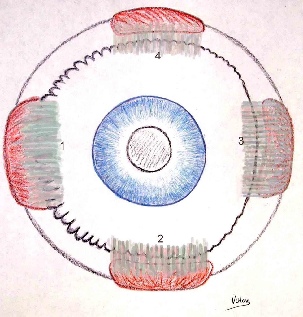 Obr. 3 Tillauxova spirála [20] Inervaci okohybných svalů zajišťují 3 mozkové okohybné nervy: n. trochlearis: IV. mozkový nerv n. abducens: VI. mozkový nerv n. oculomotorius: III.