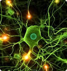 genecky, neuro receptorů a neurověd,