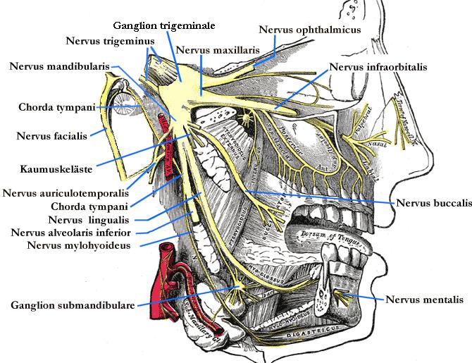 N. mandibularis: Nejsilnější větví trojklanného nervu Kromě senzitivních větví i motorická (m. temporalis, m. masseter, mm. ptarygoidei, m. digastricus, m.mylohyoideus, m.
