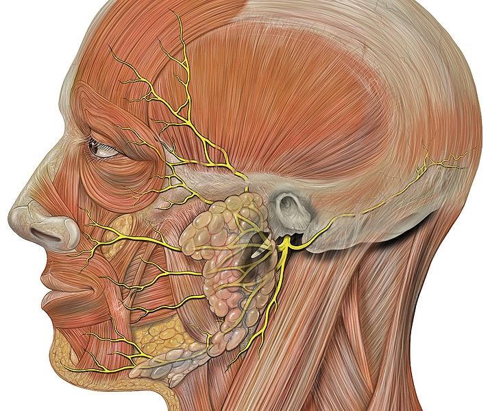 Větve n. facialis rozdělujeme do 3 skupin: 1. Větve vystupující v canalis facialis (parasymp. vlákna, chuť. vlákna patro, jazyk, z bubínku) 2.