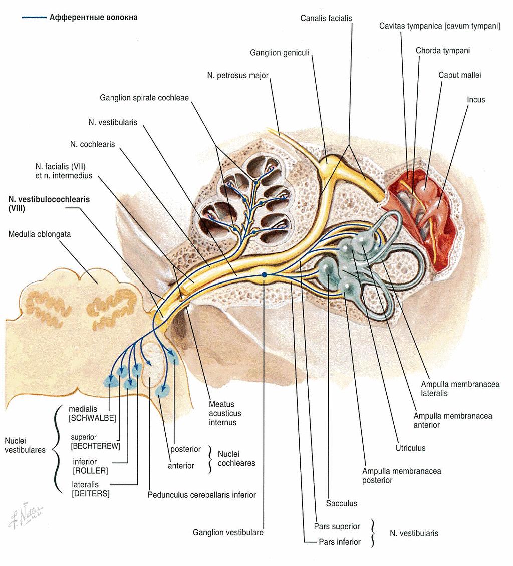 Pars cochlearis: Vystupuje ve fundus meatus acusticus internus Tvořen centrálními výběţky neuronů, které tvoří