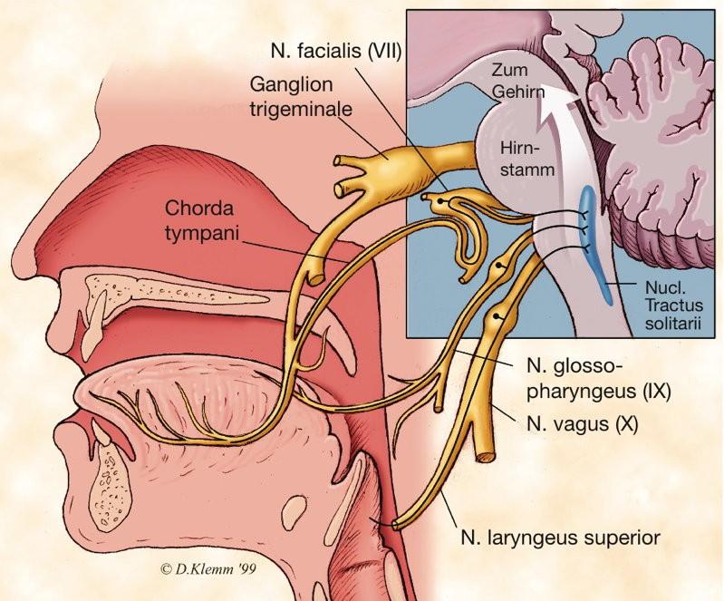 IX. Jazykohltanový nerv (n.