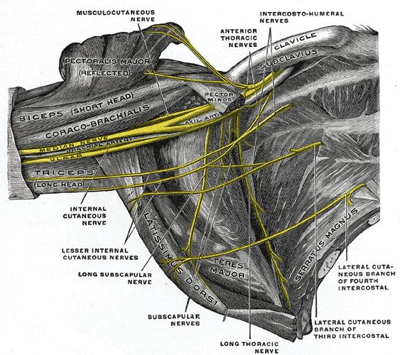 Pars infrascapularis plexus brachialis: N. musculocutaneus N. medianus N. ulnaris N.