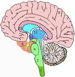 Mozkový kmen (truncus encephalicus): Ty části mozku, které zbudou po odstranění