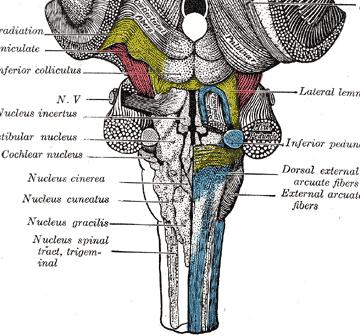 vagus IX. n.