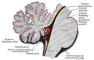 Velum medullare inferius ploténka, tvoří strop 4.