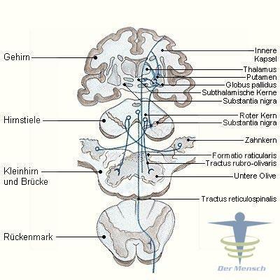 Řez oblongatou: Dorzálně: Šedá hmota - jádra tuberculum gracile, tuberculum cuneatus (konec vzestupných drah provazců