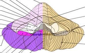 Mozeček (cerebellum): Největší oddíl zadního mozku Uloţen v zadní jámě lebeční nad oblongatou, mostem Ohraničuje 4.