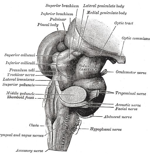 Od colliculi inferiores vystupují a do mozečku probíhají pedunculi cerebellares superiores Mezi pedunculi rozepjato velum medullare