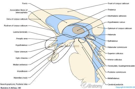 Mezimozek (diencephalon): Na spodině lebeční, v rozsahu sella tursica Obsahuje III.
