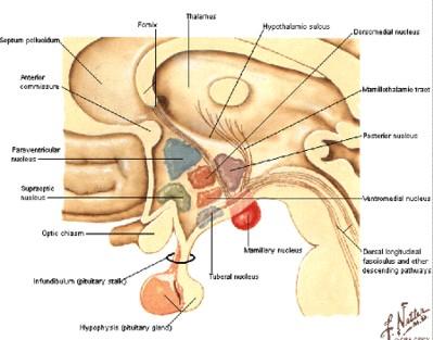 metathalamus (největší část) Subthalamus kranialně a ventralně Hypothalamus Foramen interventriculare