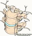 Hřbetní mícha (medulla spinalis): Tvar válcového provazce, lehce oploštělý Uloţený v páteřním kanále Délka 40-50cm Tloušťka 10mm V úrovni foramen magnum přechází v prodlouţenou