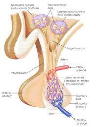 Hypophysis cerebri: Endokrinní ţláza 10mm Ve fossa hypophysis sphenoidale 3 laloky: