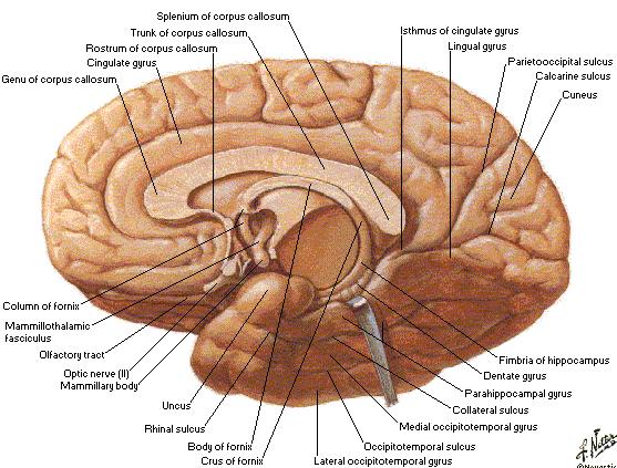 Koncový mozek (telencephalon): Nejrozsáhlejší část 2 hemisféry (hemispheria cerebri) Vzájemně spojeny