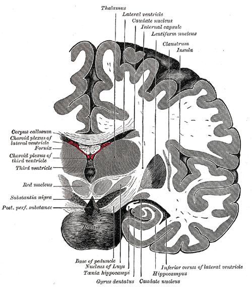 Incisura