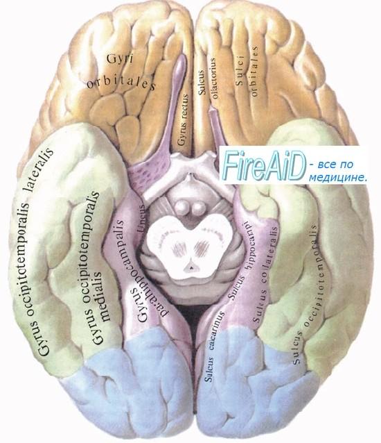 Gyrus rectus Sulcus