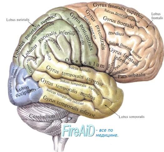 Spánkový lalok (lobus temporalis): Sulcus temporalis superior Sulcus temporalis inferior Gyrus temporalis superior (do fossa cerebri lateralis nasedají 2-4 drobné příčné gyri temporalis