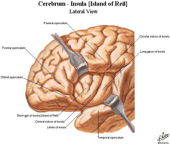 Insula (lobus insulae): Leţí na spodině fossa cerebri