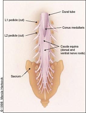 Centrální kanálek (canalis cerebralis): Probíhá celou osou