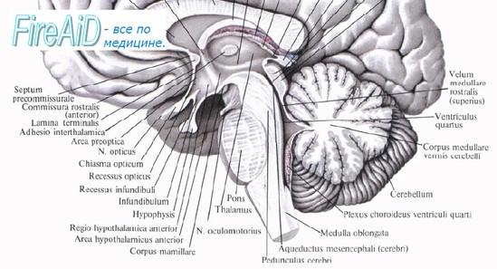 Rostrální strana: Tvořena telencephalem Částmi: - Partes