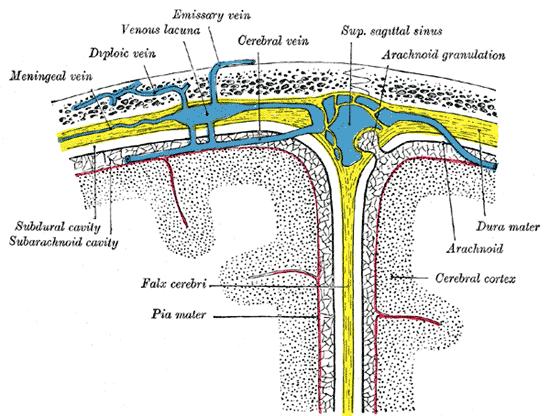 Tvrdá plena (dura mater): Silný pevný vak Tvořena dvěma listy (vlastní dura mater a periost) spolu srůstají prostor mezi