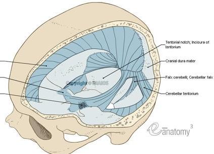 b) Falx cerebelli: Úzká řasa Srpovitá Srůstá s crista occipitalis interna Volný okraj přední se vsouvá mezi mozečkové