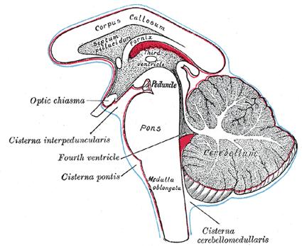 zasahují i do komor (součástí tela choroidea ventriculorum) Subarachnoidealní