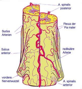 Sulcocommisurales rr. radiculares posterior: na kaţdé straně míchy aa.