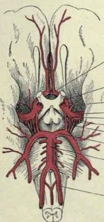 A. vertebralis: Vstupuje přes foramen magnum Klade se na pars basilis ossis occipitalis Při dolním okraji mostu se spojují v