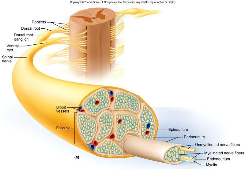svazky obaleny vazivovým pouzdrem (perineurium) Z perineuria odstupují mezi