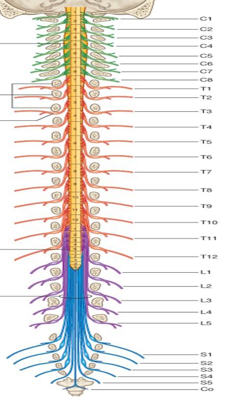 Oddíly míšní: Krční oddíl (pars cervicalis medullae spinalis) - 8 segmentů Hrudní (pars thoracica medullae spinalis) 12