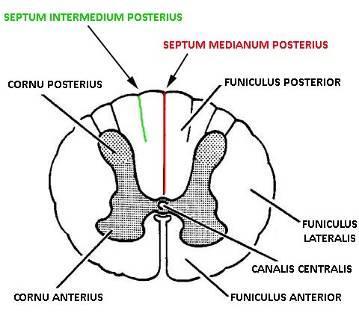 pia mater cranialis Pia mater tela choroidea ventriculi IV et III plexus choroideus