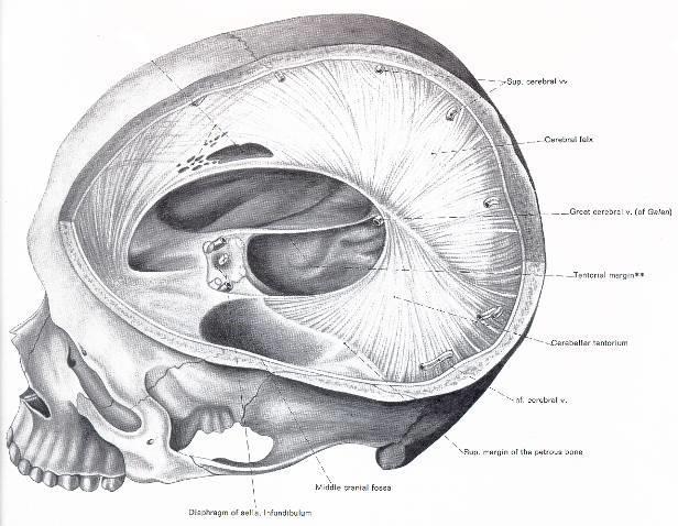 dura mater cranialis falx cerebri tentorium cerebelli (+ incisura tentorii) falx cerebelli diaphragma