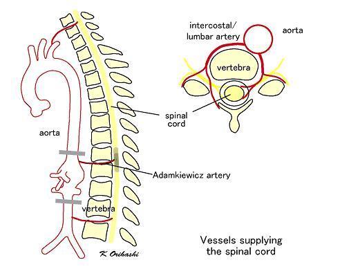 Arteria radicularis magna T9 T11