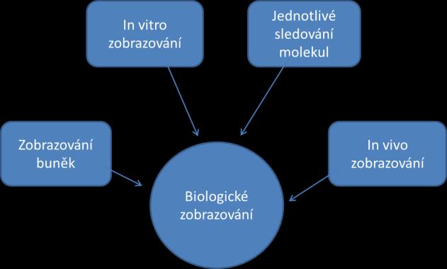 metastázy, embryogeneze) [13]. Při značení proteinů se využívá značení F-aktinových vláken, ovšem enzymová aktivita proteinů musí zůstat zachována [13-15]. Studie doktora T.