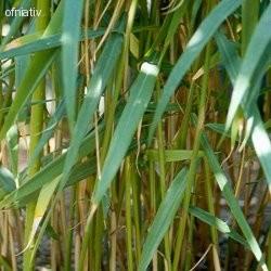 Galgán (galgán lékařský Alpinia officinarum) Galgán (siamský zázvor) je rostlina příbuzná zázvoru (Obr. 4). Z oddenku galgánu se destiluje nažloutlá, výrazně svěže a kafrově vonící silice.