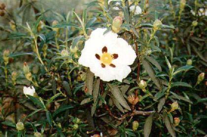 Kardamom (kardamovník obecný Eletharia cardamomum) Jako koření se používají semena kardamovníku kardamom.